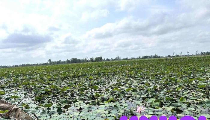Vuon Sen   Cao Lanh Tat Ca - Đồng Tháp