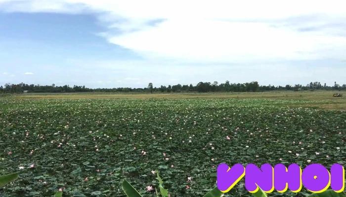 Vuon Sen   Cao Lanh Video - Đồng Tháp