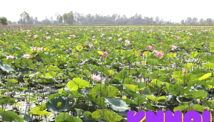 Vuon Sen   Cao Lanh Vuon - Đồng Tháp