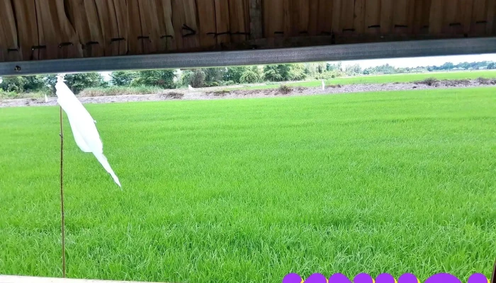 Vuon Sinh Thai Minh Man Moi Nhat - An Giang