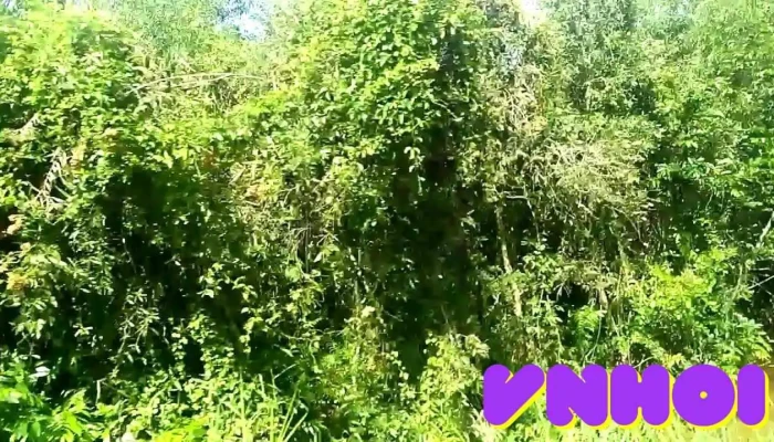 Vuon Tram Ban Bien Phu Video - Kiên Giang