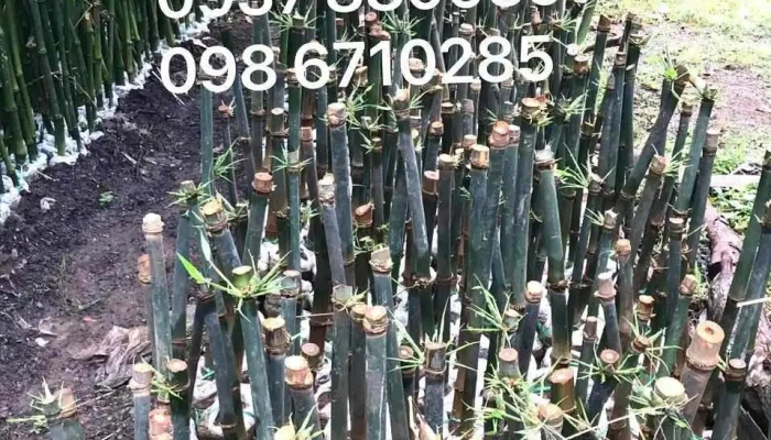 Vuon Tre Huy Nguyen Vuon Cay Giong Agriculture 40 Vuon - Bà Rịa - Vũng Tàu