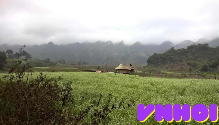Vườn hoa Tam giác mạch - Đông Sang