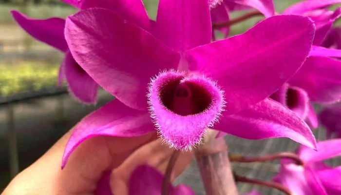 Vườn lan Lan Chi - Gia Kiệm