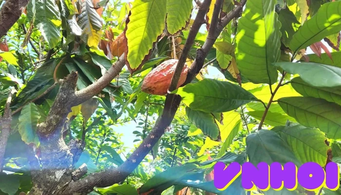 Vườn lan Thảo Nguyên - Tiền Giang