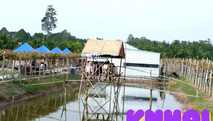 Vườn Nho Ba Tuấn - Hồng Ngự