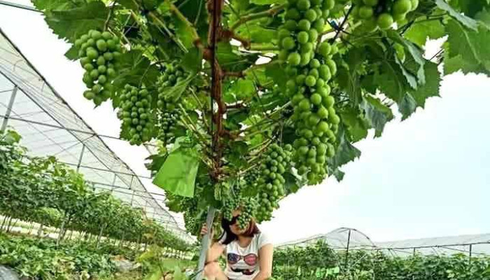 Vườn Nho Quảng Phúc - Vĩnh Tường