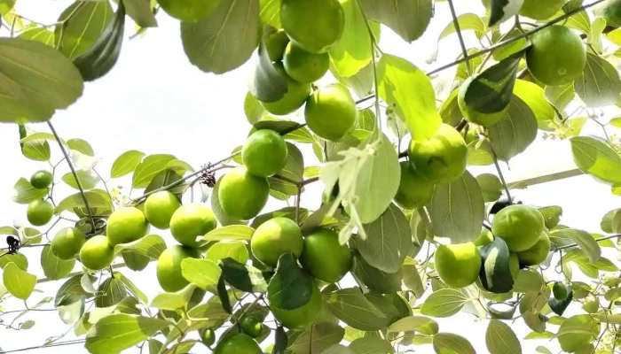 Vườn Nho - Táo Minh Anh - Ql62