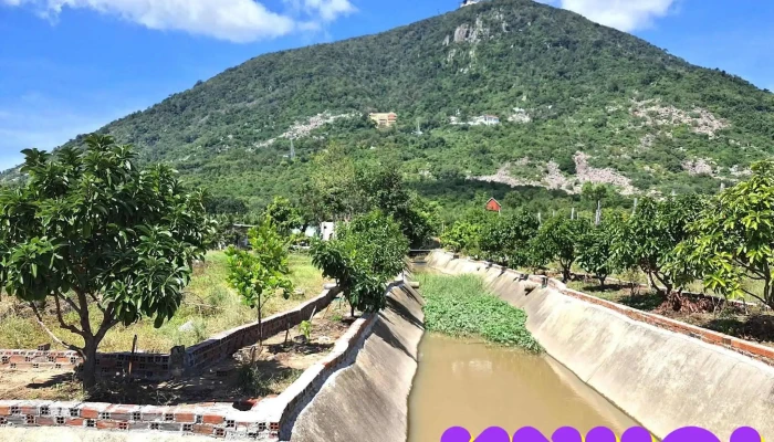 Vườn nho tây ninh - Ấp Phước Tân 2
