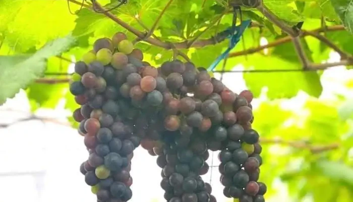 Vườn Sinh Thái Minh Mẫn - An Giang