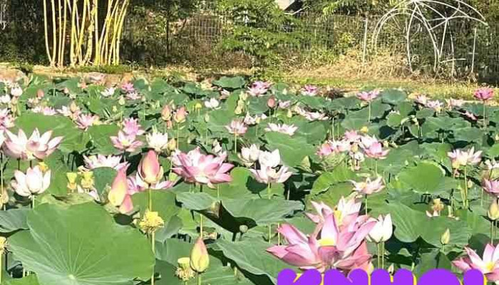 Vườn Sinh Thái Đồi Đồng Long - Bình Phước