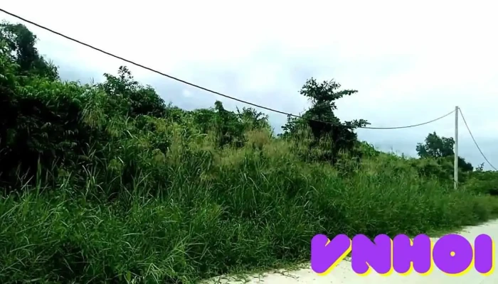 Vườn tràm Ban Biện Phú - Kiên Giang