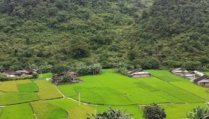 Yao Farm -    Bao Ton Giong Ban Dia Nui - Cao Bằng