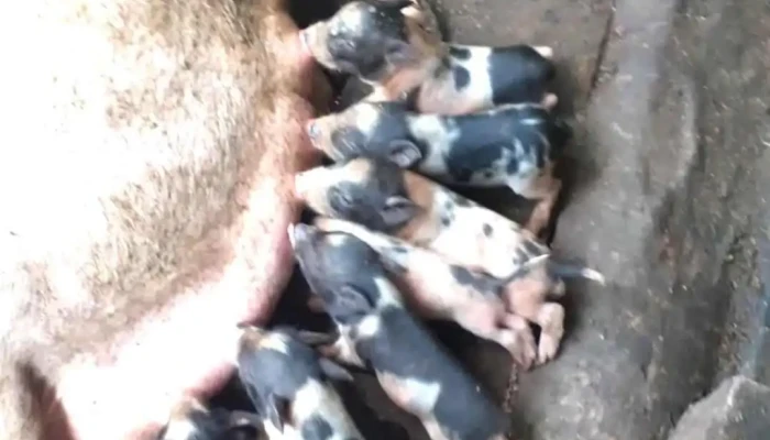 Yao Farm -    Bao Ton Giong Ban Dia Video - Cao Bằng