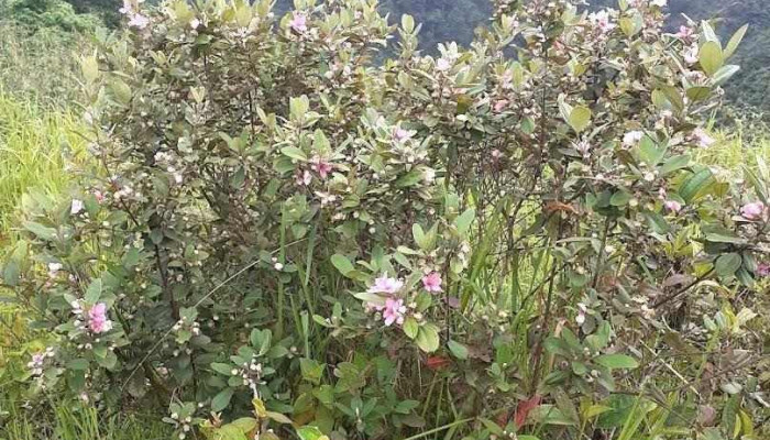 Yao Farm - Bảo tồn giống bản địa - Cao Bằng