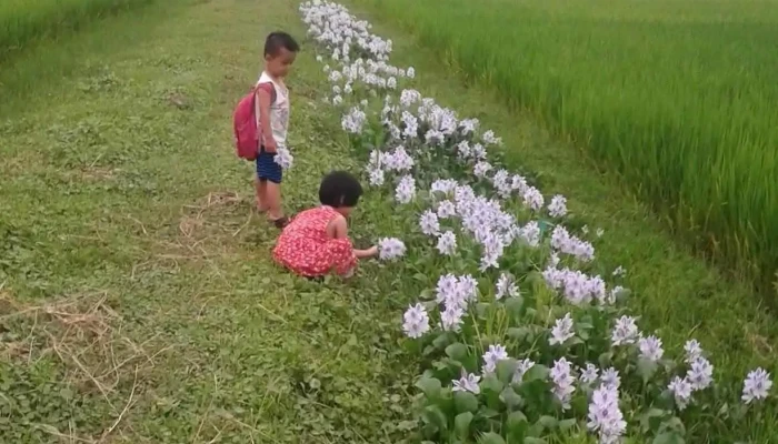 Yen Thanh Tat Ca - Nghệ An