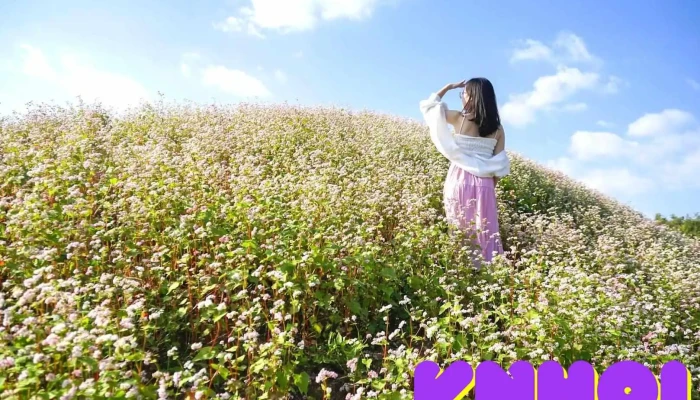 Điểm ngắm vườn Tam giác mạch - Hà Giang