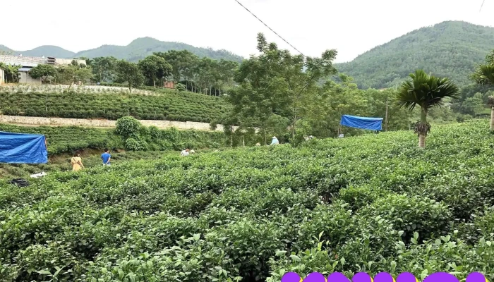 điểm thăm quan chè tân cương thủy toán - Tân Cương