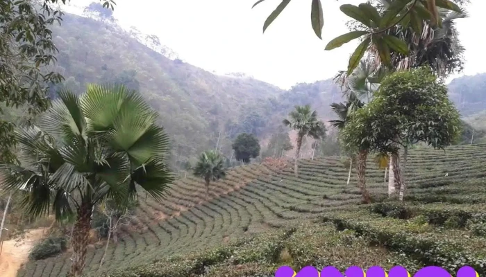 Đại Lịch - Yên Bái