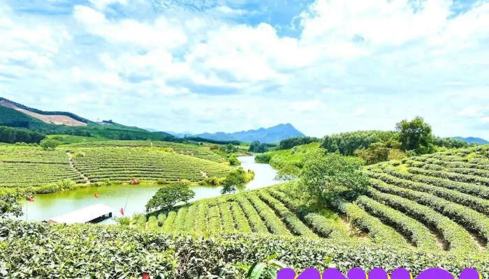 Đảo Chè Thanh Chương - Nghệ An