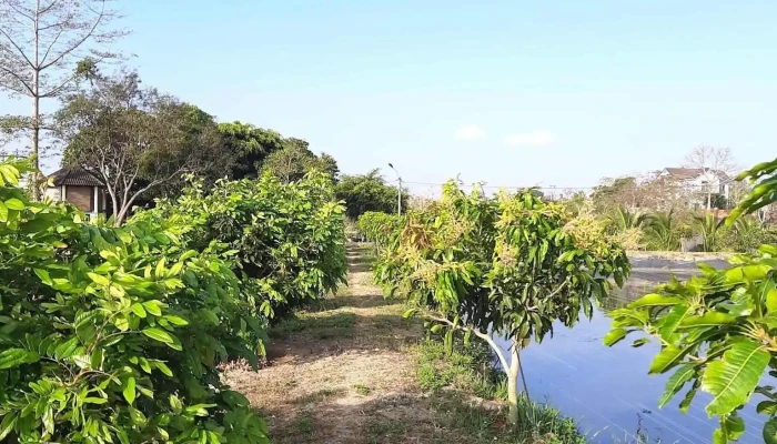 Đảo Xanh Ecofarm - Krông A Na