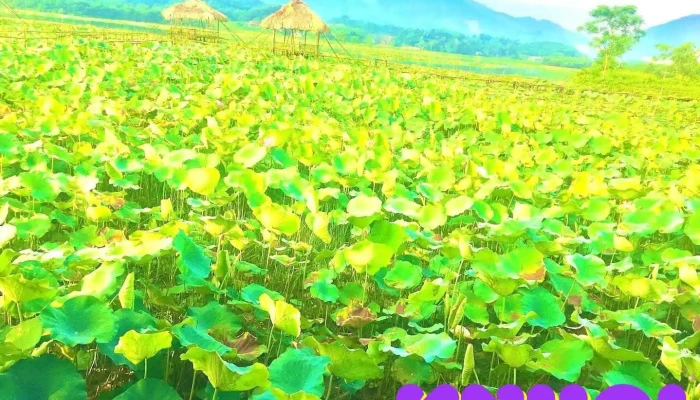 Đầm Vân Hội - Yên Bái