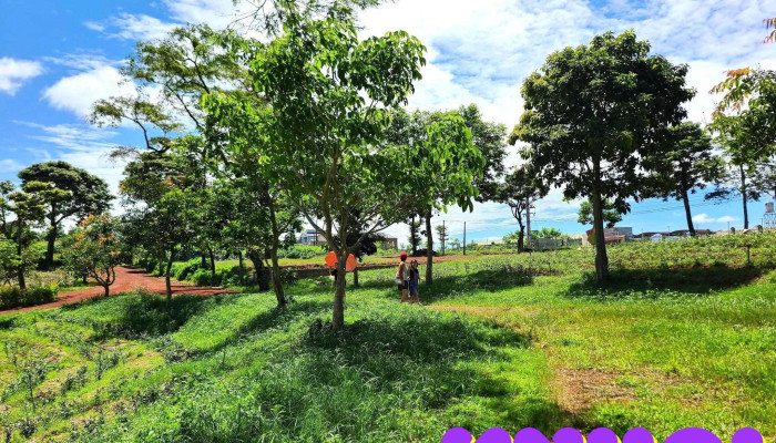 Đồi Chè Bảo Lộc - Bảo Lâm