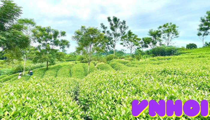 Đồi chè Mỹ Bằng - Tuyên Quang