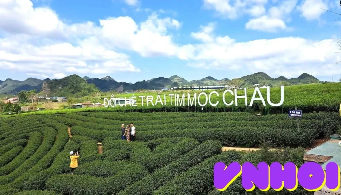 Đồi Chè Trái Tim Love Mộc Châu (Moc Chau Love Heart Tea Hill) - Mộc Châu