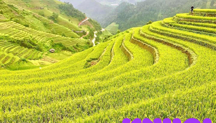 Đồi Mâm Xôi La Pán Tẩn - Yên Bái